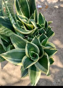 Combo Of 5 Varigated Dwarf Snake Plant