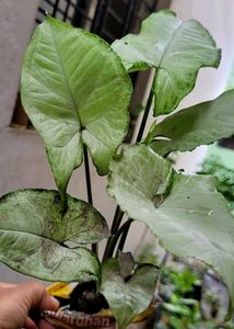 Pack 2 Evergreen Arrowhead Plant 🌵&amp; Pot
