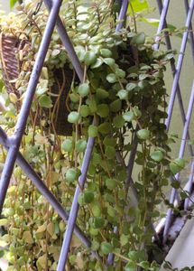 live plant 🌿 turtle vine