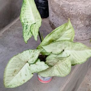 Mix Plants (5 Varieties)