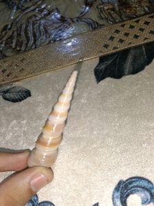Rare Auger Screw Spiral Shell Unique
