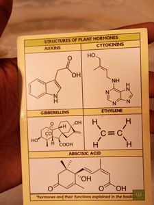 NEET Biology Class 11 Flashcards
