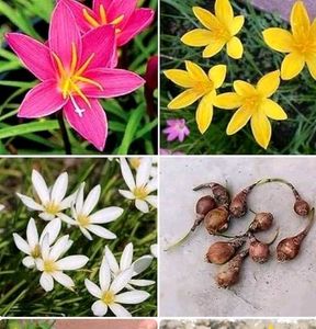 Seeds-Plant Combo