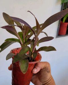 Pack 2 Dracaena Mahatma &amp; Heart Purple Plants&amp; Pot