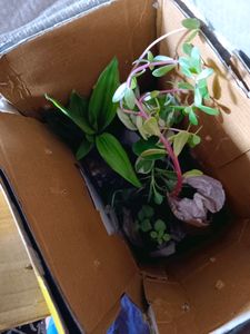 Rosemary, Coin , Turtle Vine, .. 4 Plants In Comb