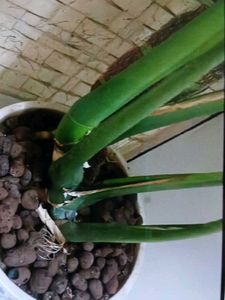 1 Monstera Plant Cutting