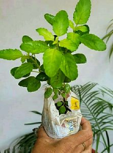Pack 2 Tulsi &amp; Purple Heart ❤️ Plants