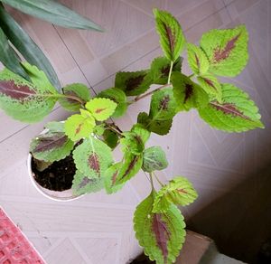 Pack 2 Colues &amp; 🪴Mexican petunia plants &amp; Pot