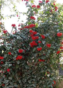 Plants/Flaming Glory Vine