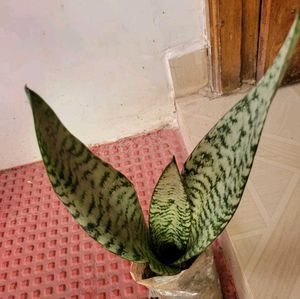 Set 2 Dwarf Snake Plant &amp; Money Plants🪴
