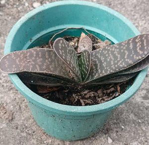 gasteria succulent
