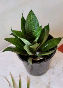 Snake &amp; Curry Leaves Plant🌵&amp; Pot