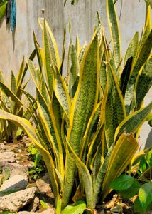 big verigeted snake plants