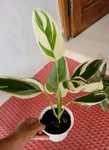 Pack 2 Nevernever &amp; Money Plant 🌵&amp; Pot