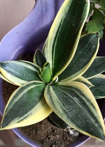 pack of three plants