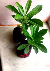 Healthy Adenium Combo