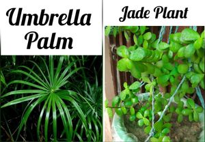 Big Bundle Of Plants And Seeds