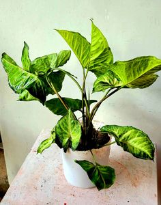 arrowhead Plant 🏝 &amp; Pot