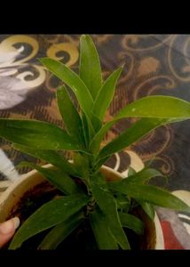 combo of 8 plants