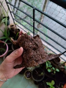 Organic Tree Bark Pen Holder 💚