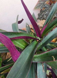 Rhoeo Plant, Scientific name -Tradescantia