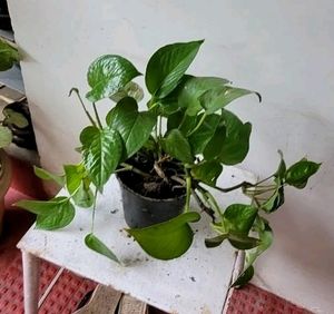 Evergreen Money Plant
