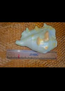 Exotic Seashell Decor