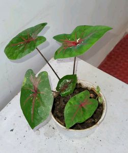 Caladium Biclor Plant🌵&amp; Pot