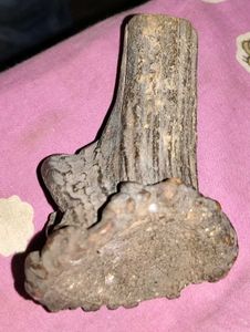 Antique 100+ Years Old Raindeer Horn Piece.