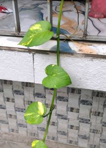 &amp; Pink Datura Plant. visk tulsi