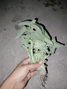 7 Plant Combo