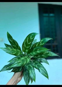 Aglaonema Plant