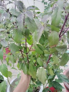 Tulsi plant