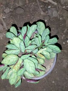 Combo Plants