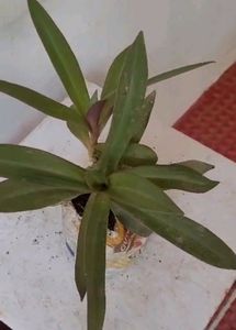 Moses In The Cradle Plant 🌵