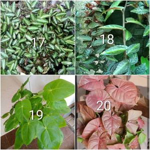 you can select 12 Live root plants