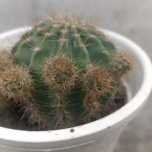 Full Grown Ball Cactus