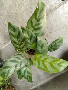 ndoor Plant Collection Set offers