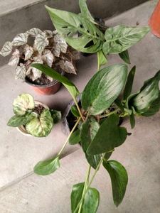 Assorted Potted Plants Bundle