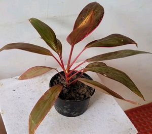 Dracaena Red Ruby 🌵 &amp; Pot