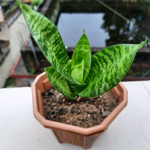 Snake Plant With Pot
