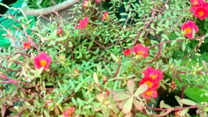Vibrant Pink Purslane Flowers