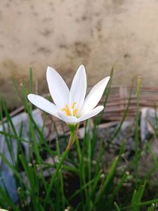White Rain Lilly Bulb