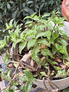 Vibrant Purple Heart Plant and other plants cuttin