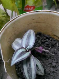 Wandering Jew Plant - Easy Care for Indoor decor!