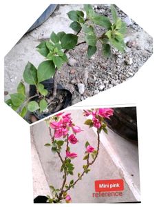 3 Beautiful Bougainvillea Plants.