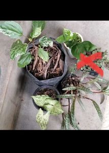 Varieties of Houseplants