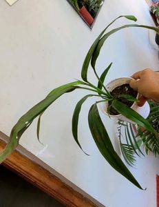 Pack 2 Dracaena Mahatma &amp; Heart Purple Plants&amp; Pot