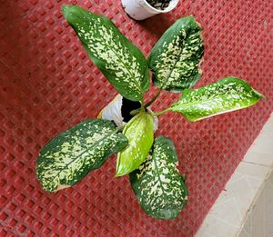 Pack 2 Syngonium &amp;calcium cherryplant 🌵