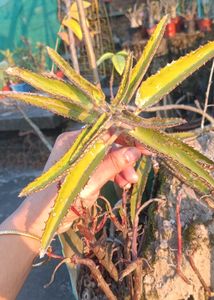 mother of thousands